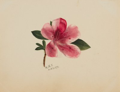शीर्षकहीन -- फूल अध्ययन, 1876। द्वारा मैरी वॉक्स वालकॉट