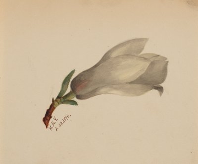 शीर्षकहीन--फ्लावर स्टडी, 1876। द्वारा मैरी वॉक्स वालकॉट