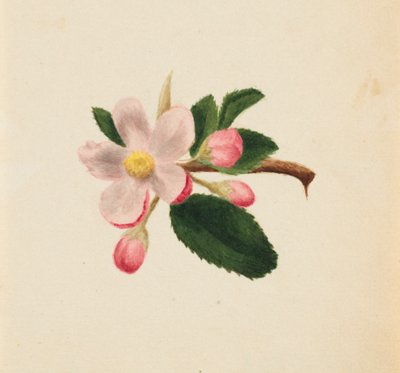 शीर्षकहीन - फूल अध्ययन, सीए। 1876. द्वारा मैरी वॉक्स वालकॉट
