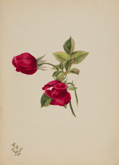 शीर्षकहीन -- रोज़, 1878. द्वारा मैरी वॉक्स वालकॉट