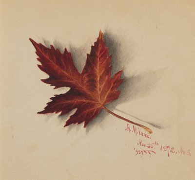 शीर्षकहीन शरद ऋतु का पत्ता, 1872। द्वारा मैरी वॉक्स वालकॉट