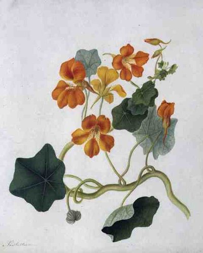 Tropaeolum (वेलम पर पेंसिल के ऊपर वॉटरकलर और गौचे) द्वारा मटिल्डा कॉनर्स