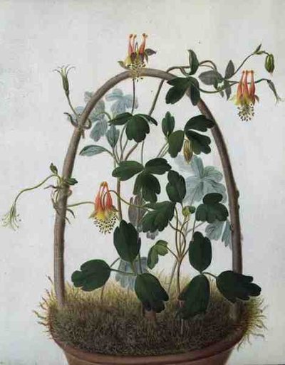 Tropaeolum Tuberosum (वेलम पर पेंसिल के ऊपर वॉटरकलर और गौचे) द्वारा मटिल्डा कॉनर्स