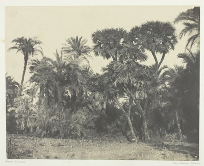 खजूर के ताड़ और खजूर के पेड़ की लकड़ी डौम्स, ऊपरी मिस्र, 184951, 1852 में छपी। द्वारा मैक्सिम डू कैंप
