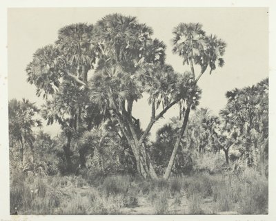 खजूर के पेड़ डौम्स, ऊपरी मिस्र, 184951, 1852 में मुद्रित। द्वारा मैक्सिम डू कैंप