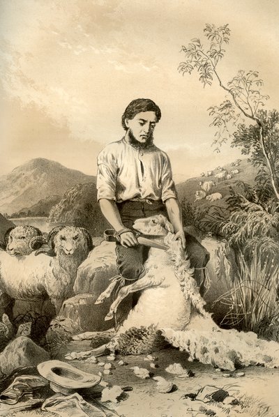 भेड़ कर्तन, 1879 द्वारा McFarlane और Erskine