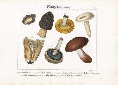  द्वारा मेनो हास