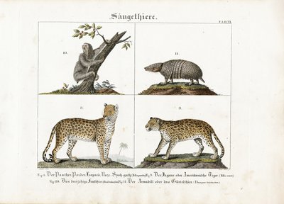  द्वारा मेनो हास