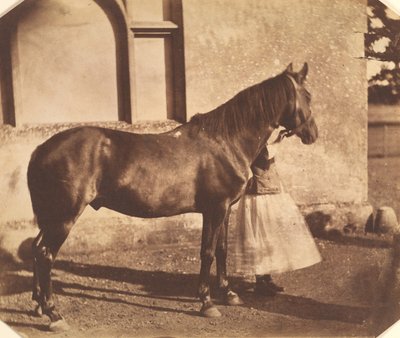 सुल्तान, 1850 के दशक के मध्य में। द्वारा मर्विन हर्बर्ट नेविल स्टोरी मास्कलीने