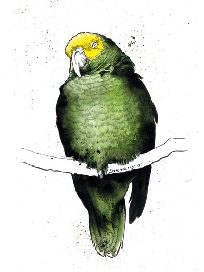 सफेद पर अमेज़न तोता, 2020 द्वारा माइक डेविस