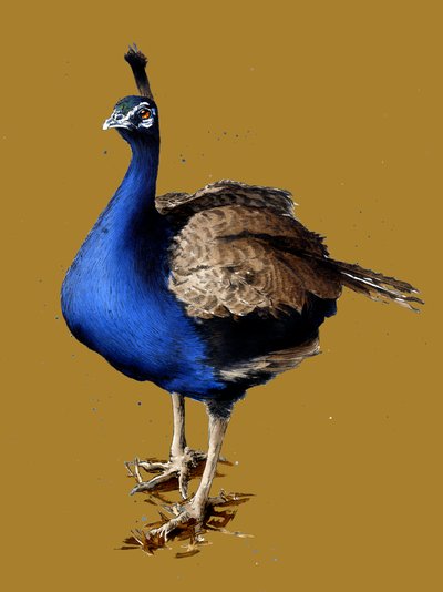 द्वारा माइक डेविस