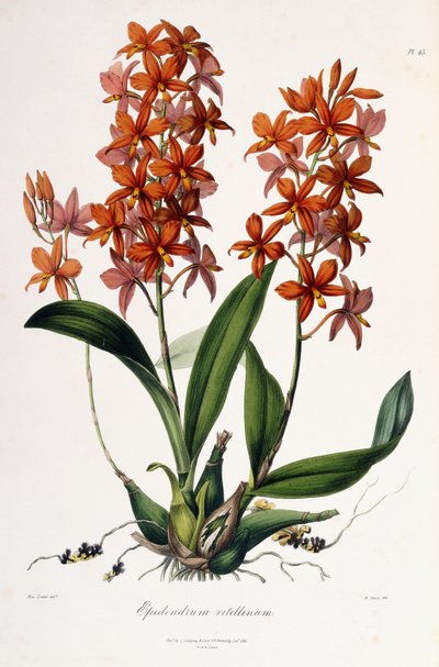 Cattleya अंडे की जर्दी c.1837-41 द्वारा मिस ड्रेक