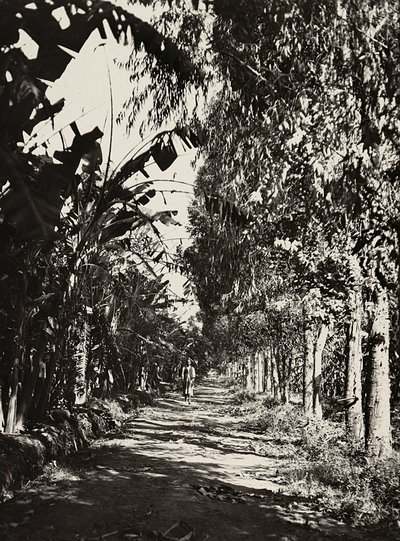 फासिस्ट युग में 'बिल्डिंग ए एम्पायर': चेरेन में एक फल ग्रोव, 09/05/1936 (बी/डब्ल्यू फोटो) द्वारा मोडेस्टिनो बाल्डिनेटी