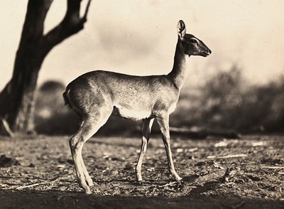 फासीवादी युग में 'बिल्डिंग ए एम्पायर': सेतित की एक बकरी, 09/05/1936 (बी/डब्ल्यू फोटो) द्वारा मोडेस्टिनो बाल्डिनेटी