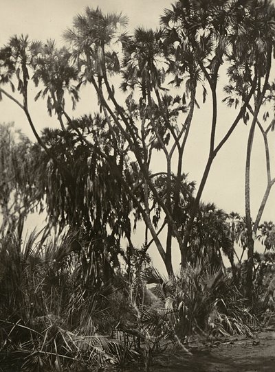 फासिस्ट युग में 'बिल्डिंग ए एम्पायर': दम हथेलियों का एक उपवन, 09/05/1936 (बी/डब्ल्यू फोटो) द्वारा मोडेस्टिनो बाल्डिनेटी