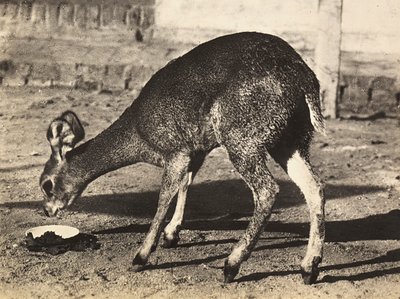 फासीवादी युग में 'बिल्डिंग ए एम्पायर': एक मृग, 09/05/1936 (बी/डब्ल्यू फोटो) द्वारा मोडेस्टिनो बाल्डिनेटी