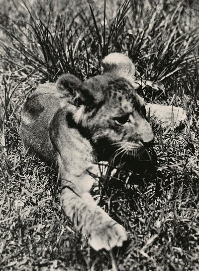 फासीवादी युग में 'बिल्डिंग ए एम्पायर': एक युवा शेर का उदाहरण, 09/05/1936 (बी/डब्ल्यू फोटो) द्वारा मोडेस्टिनो बाल्डिनेटी