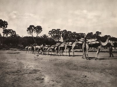 फासीवादी युग में 'बिल्डिंग ए एम्पायर': ऊंटों का कारवां, 09/05/1936 (बी/डब्ल्यू फोटो) द्वारा मोडेस्टिनो बाल्डिनेटी