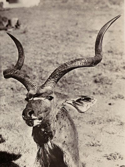 फासीवादी युग में 'बिल्डिंग ए एम्पायर': एक आगाज का उदाहरण, 09/05/1936 (बी/डब्ल्यू फोटो) द्वारा मोडेस्टिनो बाल्डिनेटी