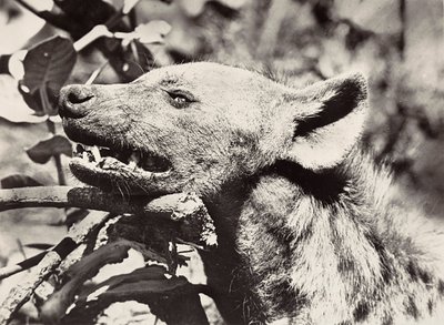 फासीवादी युग में 'बिल्डिंग ए एम्पायर': हाइना का प्रमुख, 09/05/1936 (बी/डब्ल्यू फोटो) द्वारा मोडेस्टिनो बाल्डिनेटी