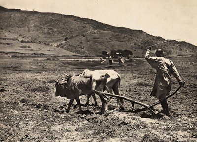 फासिस्ट युग में 'बिल्डिंग ए एम्पायर': अल्टोपियानो पर जुताई, 09/05/1936 (बी/डब्ल्यू फोटो) द्वारा मोडेस्टिनो बाल्डिनेटी