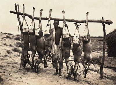 फासीवादी युग में 'बिल्डिंग ए एम्पायर': कुछ कैद हिरण, 09/05/1936 (बी/डब्ल्यू फोटो) द्वारा मोडेस्टिनो बाल्डिनेटी