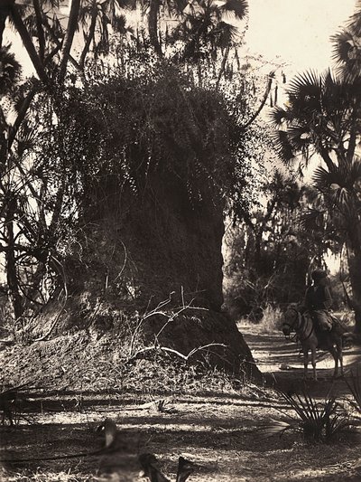 फासीवादी युग में 'बिल्डिंग ए एम्पायर': दीमक कॉलोनी, 09/05/1936 (बी/डब्ल्यू फोटो) द्वारा मोडेस्टिनो बाल्डिनेटी
