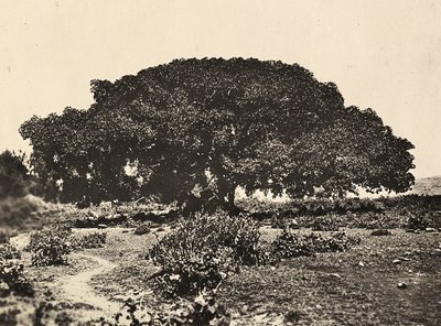 फासीवादी युग में 'बिल्डिंग ए एम्पायर': "सिकोमोरो", 1896 में एडुआ में इतालवी कैदियों की अदालत, 09/05/1936 (बी/डब्ल्यू फोटो) द्वारा मोडेस्टिनो बाल्डिनेटी