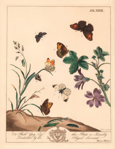मीडो ब्राउन बटरफ्लाई, मनिओला जर्टिना, वुड लेडी या ऑरेंज टिप, एन्थोकारिस इलायची और ग्रिज़्ड स्किपर, पाइरगस एल्वोलस द्वारा मूसा हैरिस