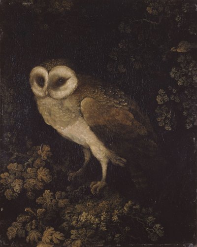 एक उल्लू, 1780-1790। द्वारा मूसा हाउटन
