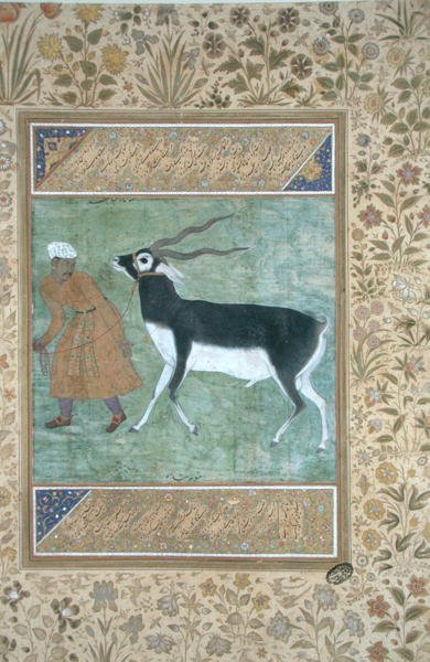 एक भारतीय काला हिरन जिसका नेतृत्व उसके रक्षक द्वारा किया जा रहा है, c.1616 (अपारदर्शी जल रंग और कागज पर सोना) द्वारा मुगल स्कूल