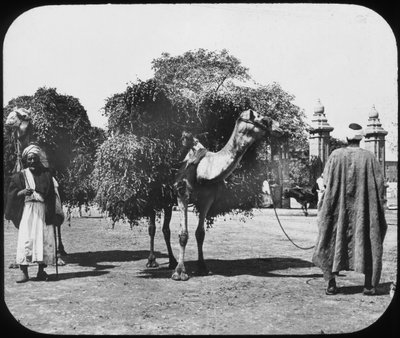 ऊंटों का चारा, मिस्र, c1890। द्वारा न्यूटन और सह