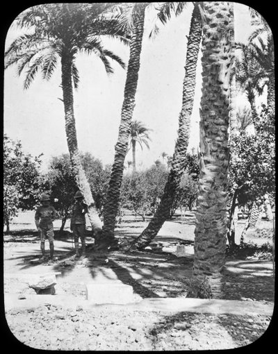 जनरल गॉर्डन गार्डन, खार्तूम, सूडान, c1890 द्वारा न्यूटन और सह