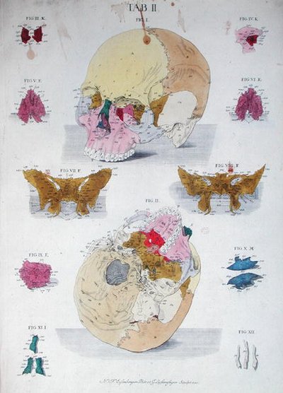 खोपड़ी की हड्डियाँ, क्रिस्टोफ़ जैकब ट्रू (1695-1769) द्वारा 'टैबुले ऑस्टियोलॉजिका' से जी. लिचटेनस्टेगर द्वारा उकेरी गई द्वारा निकोलस फ्रेडरिक (बाद में) ईसेनबर्गर