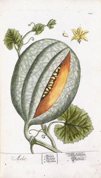 ए मेलन, c.1750-1765 द्वारा निकोलस फ्रेडरिक ईसेनबर्गर