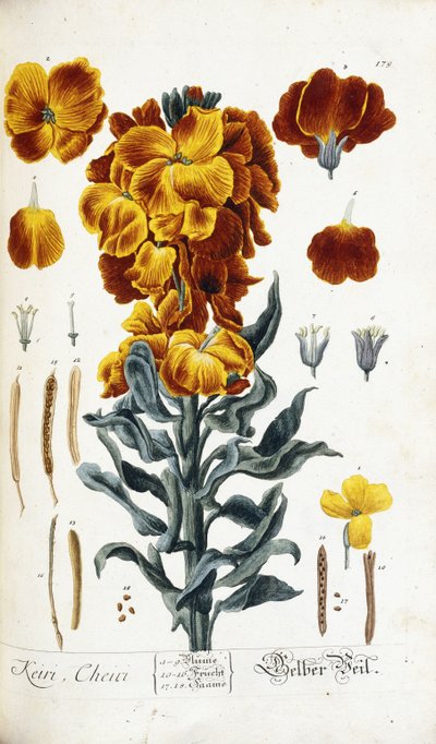 wallflower द्वारा निकोलस फ्रेडरिक ईसेनबर्गर