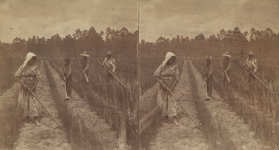 होइंग राइस, 1876-1888। द्वारा ओ. पियरे हेवन्स