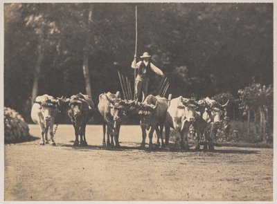  द्वारा ओलम्पे अगुआडो