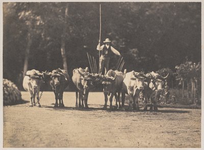 छह बैलों की टीम अपने चालक के साथ, c. 1853. द्वारा ओलम्पे अगुआडो