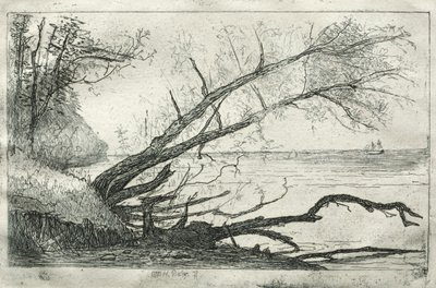 ओल्ड साइकमोर, 1877। द्वारा ओटो एच. बाचेर