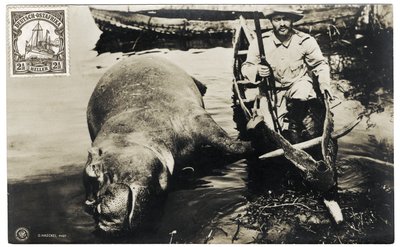 हिप्पो के साथ जर्मन शिकारी, जर्मन पूर्वी अफ्रीका, c.1910 द्वारा ओटो हैकेल