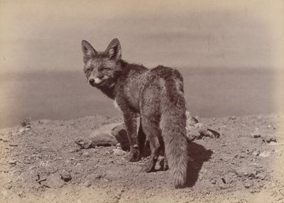 [फॉक्स], 1886। द्वारा ओटोमर अंसचुत्ज़ी