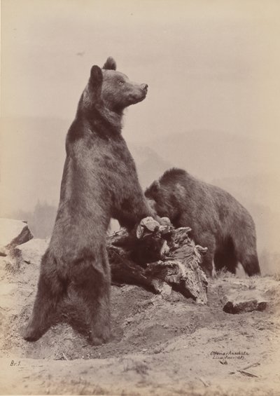 [दो भालू], 1889। द्वारा ओटोमर अंसचुत्ज़ी