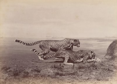 [दो चीते], 1888। द्वारा ओटोमर अंसचुत्ज़ी