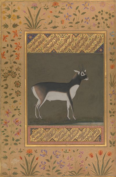 ब्लैक बक, शाहजहाँ एल्बम से फोलियो, रेक्टो: सीए। 1615-20, छंद: सीए। 1530-50। द्वारा मनोहर को पेंटिंग का श्रेय
