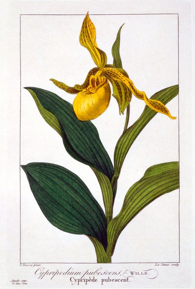 साइप्रिपेडियम, पब। 1836. द्वारा पैनाक्रे बेसा