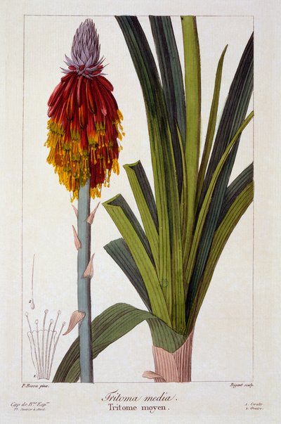 निफ़ोफिया, पब। 1836. द्वारा पैनाक्रे बेसा