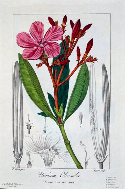 नेरियम ओलियंडर, पब। 1836. द्वारा पैनाक्रे बेसा
