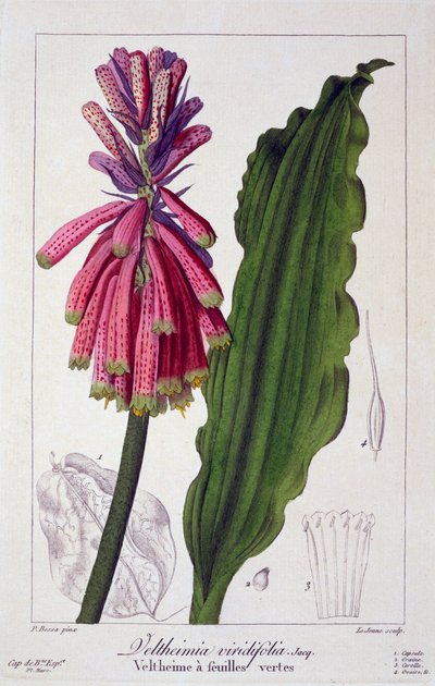 वेल्थाइमिया विरिडिफोलिया, पब। 1836. द्वारा पैनाक्रे बेसा