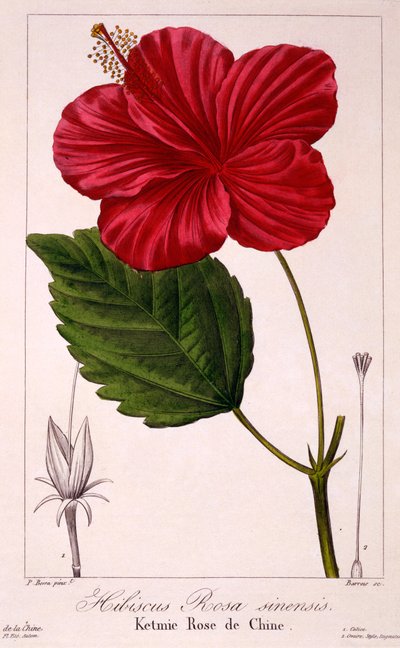 हिबिस्कस रोजा-सिनेंसिस, 1836 (हाथ से सजी हुई नक्काशी) द्वारा पैंसेरा बेसा